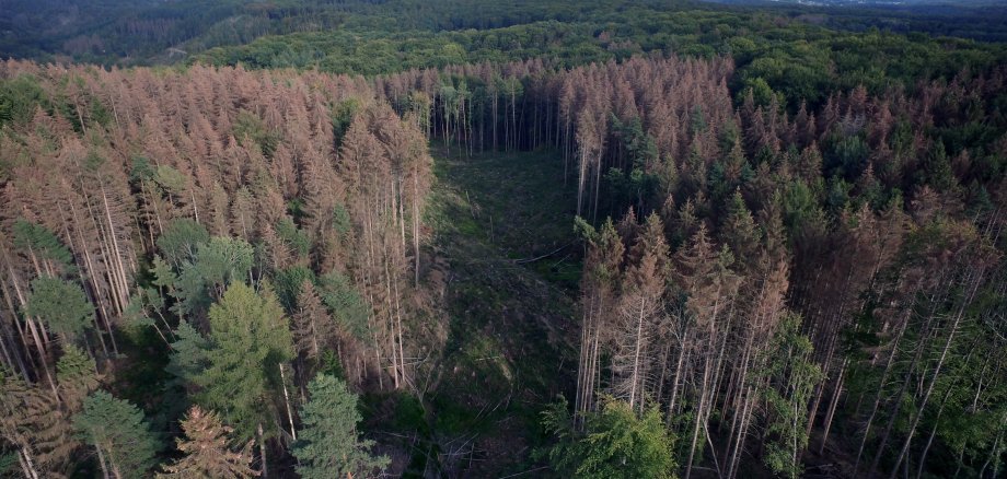 Waldschäden