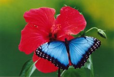 Schmetterling auf Blume