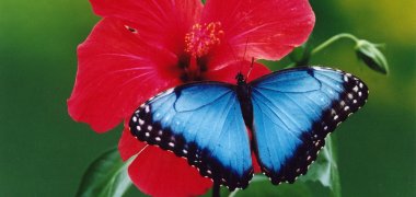Schmetterling auf Blume
