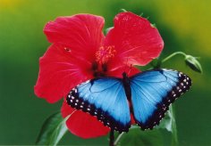 Schmetterling auf Blume
